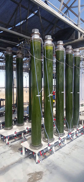 Rows of vertical photobioreactors growing microalgae in Arizona Algae Products production facility.