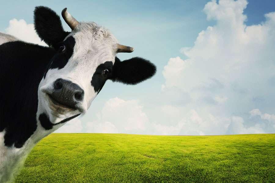 Cow in Meadow