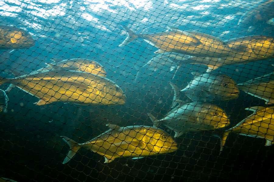 Marine Fish caught in the Net