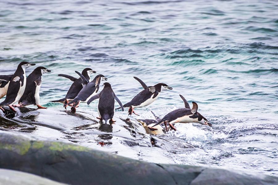 Penguins diving in the sea for feeding on krill
